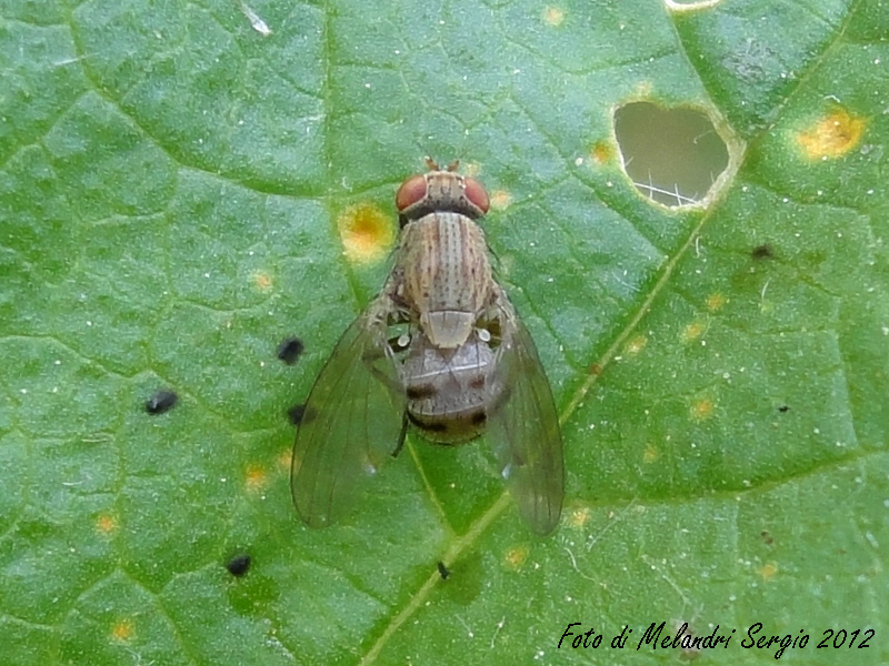 Identificazione